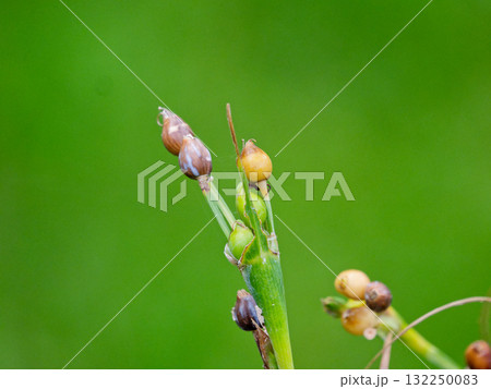 水辺のイネ科植物　ジュズダマ 132250083