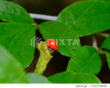 日本固有種モクレン科シデコブシの赤い種子 日本固有種モクレン科シデコブシの赤い種子 132250085