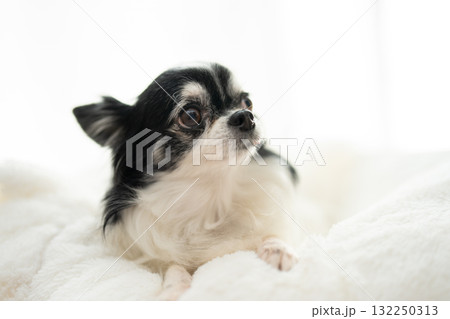 チワワ チワワ 132250313