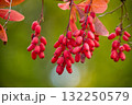 Close-up of vibrant red barberries with green background in natural light 132250579