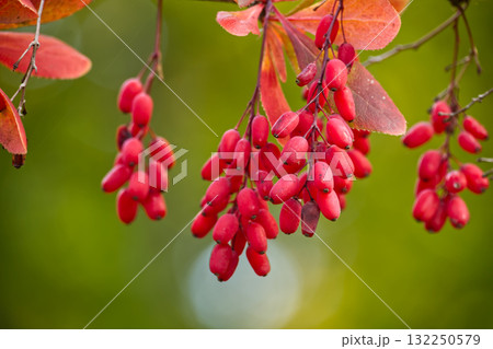 Close-up of vibrant red barberries with green background in natural light 132250579