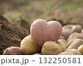 Heart-Shaped Potato Among Regular Potatoes in a Field 132250581