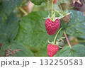 Close up of a ripe raspberry hanging from a bush with green leaves in the background. 132250583