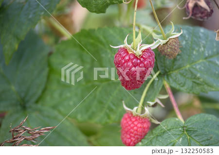 Close up of a ripe raspberry hanging from a bush with green leaves in the background. 132250583