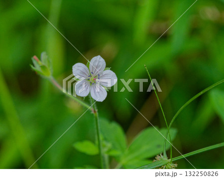 漢方薬ゲンノショウコの白花 132250826