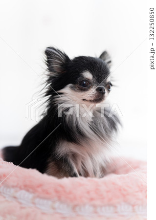 チワワ 132250850