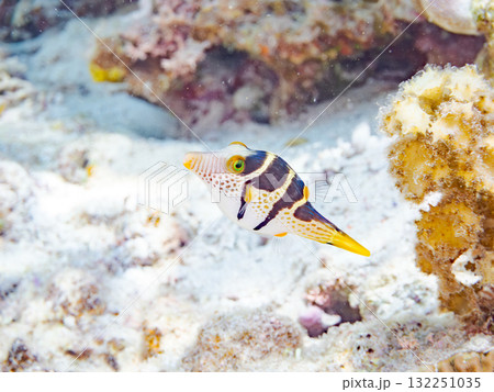 可愛いシマキンチャクフグ。美しいサンゴ礁と熱帯魚の群れ。沖縄県島尻郡慶良間諸島座間味島安室島2025 可愛いシマキンチャクフグ。美しいサンゴ礁と熱帯魚の群れ。沖縄県島尻郡慶良間諸島座間味島安室島2025 132251035
