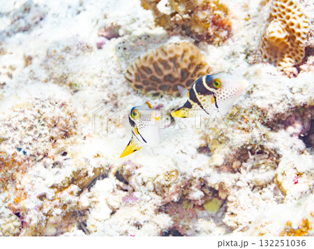 可愛いシマキンチャクフグ。美しいサンゴ礁と熱帯魚の群れ。沖縄県島尻郡慶良間諸島座間味島安室島2025 132251036