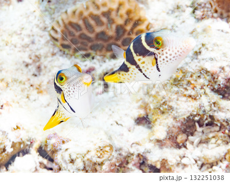 可愛いシマキンチャクフグ。美しいサンゴ礁と熱帯魚の群れ。沖縄県島尻郡慶良間諸島座間味島安室島2025 132251038