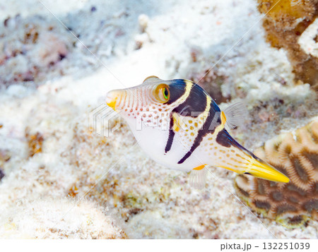 可愛いシマキンチャクフグ。美しいサンゴ礁と熱帯魚の群れ。沖縄県島尻郡慶良間諸島座間味島安室島2025 132251039