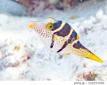 可愛いシマキンチャクフグ。美しいサンゴ礁と熱帯魚の群れ。沖縄県島尻郡慶良間諸島座間味島安室島2025 132251040