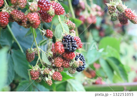Blackberry bush with ripening backberries, lat. Rubus  fruticosus. 132251055