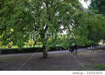 ギンナン・銀杏・イチョウの実・秋の風物詩 132251072