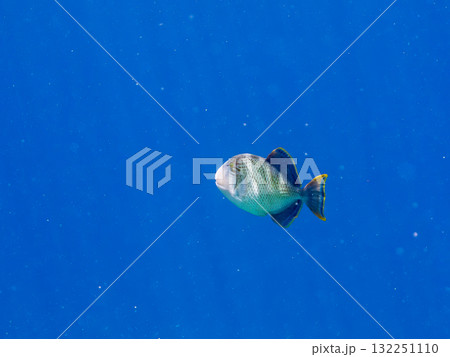 大きなキヘリモンガラ。美しいサンゴ礁と熱帯魚の群れ。 沖縄県島尻郡慶良間諸島座間味島安室島-2025 大きなキヘリモンガラ。美しいサンゴ礁と熱帯魚の群れ。 沖縄県島尻郡慶良間諸島座間味島安室島-2025 132251110