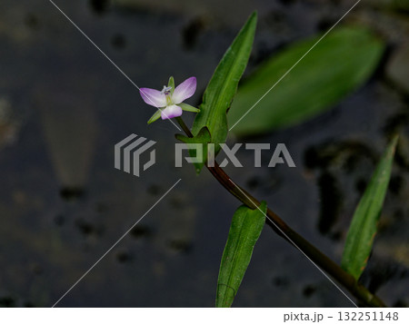 ツユクサ科の抽水植物イボクサの花 132251148