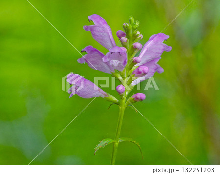 シソ科ハナトラノオの花 132251203