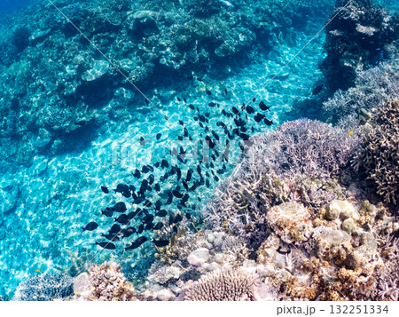 ナガニザの群れ他。美しいサンゴ礁と熱帯魚の群れ。 沖縄県島尻郡慶良間諸島座間味島安室島-2025 132251334