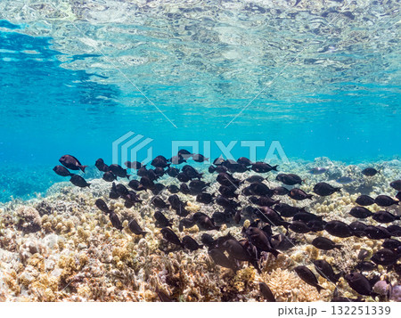 ナガニザの群れ他。美しいサンゴ礁と熱帯魚の群れ。 沖縄県島尻郡慶良間諸島座間味島安室島-2025 ナガニザの群れ他。美しいサンゴ礁と熱帯魚の群れ。 沖縄県島尻郡慶良間諸島座間味島安室島-2025 132251339