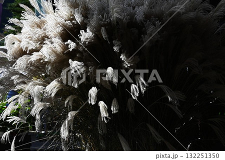 秋の風物詩・ススキのある光景・日本観光旅行素材 132251350