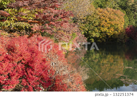 南伊奈ヶ湖の紅葉 南伊奈ヶ湖の紅葉 132251374