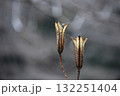 ヤマユリが種を放出した残骸 132251404