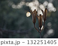 ヤマユリが種を放出した残骸 132251405