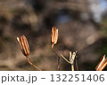 ヤマユリが種を放出した残骸 132251406