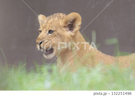 草原に座るライオンの子 草原に座るライオンの子 132251496