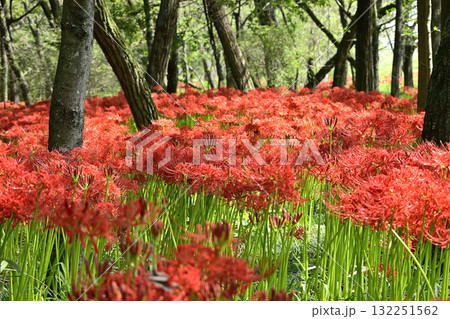 ヒガンバナ ヒガンバナ 132251562