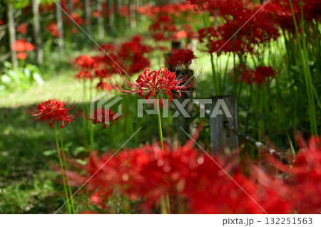 ヒガンバナ 132251563