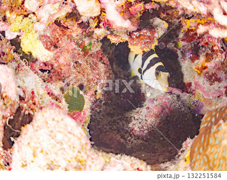 美しいコクハンアラ幼魚他。美しいサンゴ礁と熱帯魚の群れ。沖縄県島尻郡慶良間諸島座間味島安室島2025 美しいコクハンアラ幼魚他。美しいサンゴ礁と熱帯魚の群れ。沖縄県島尻郡慶良間諸島座間味島安室島2025 132251584