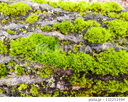 Bright green star moss on tree bark. 132251594