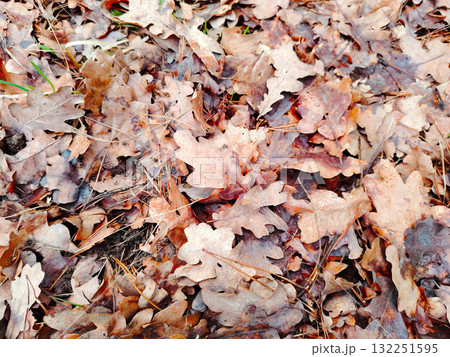 Pile of fallen dry oak leaves on the forest floor. 132251595