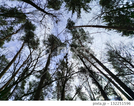 Low angle view of tall forest trees against a cloudy sky. 132251596
