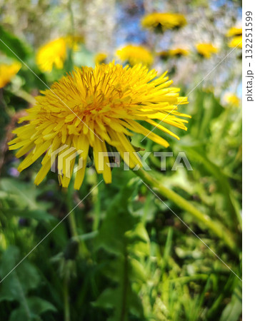 Close up of a bright yellow dandelion flower. 132251599