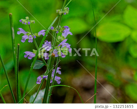 秋の山野草シソ科アキノタムラソウの開花 秋の山野草シソ科アキノタムラソウの開花 132251655
