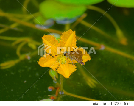 ミツガシワ科アサザの開花 ミツガシワ科アサザの開花 132251659