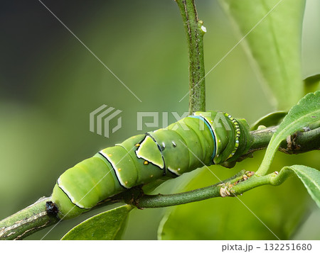 葉を食べるアゲハの幼虫 葉を食べるアゲハの幼虫 132251680