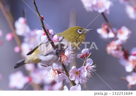 梅の花の蜜を吸うメジロ 梅の花の蜜を吸うメジロ 132251684