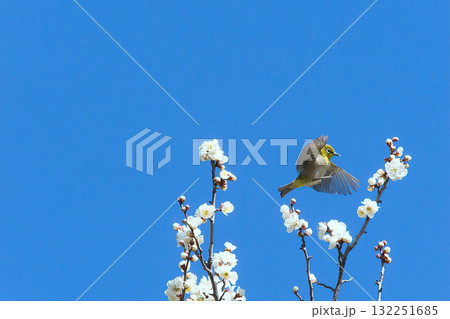 梅の蜜を吸うメジロ 梅の蜜を吸うメジロ 132251685