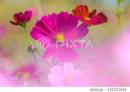 コスモス 132251692