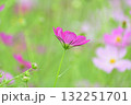 コスモス 132251701