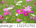 コスモス 132251702