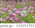 コスモス 132251703