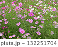 コスモス 132251704