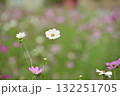 コスモス 132251705