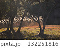 温暖化の影響か？草も繁茂している冬木立 132251816