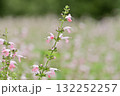 サルビア 132252257
