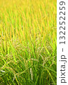 稲穂 132252259