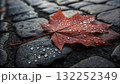 Bright red maple leaf wet with raindrops resting on cobblestone path during autumn afternoon  132252349
